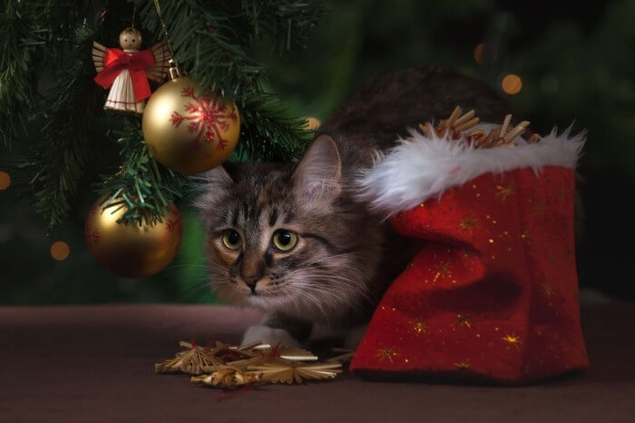 A-Pet-Christmas-sales-2019